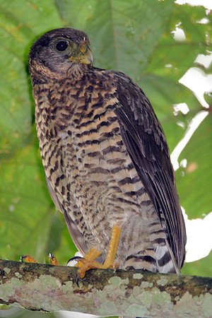Collared Forest-falcon (Micrastur semitorquatus) juvenile