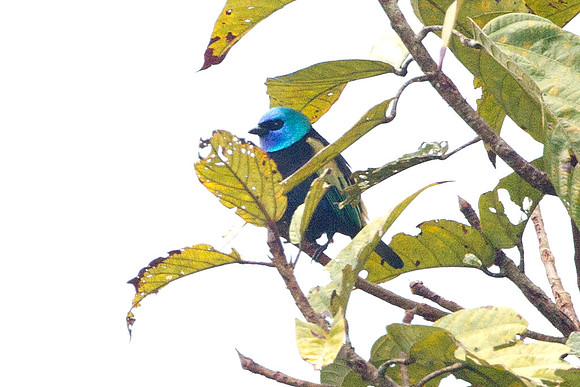 Blue-necked Tanager (Tangara cyanicollis)