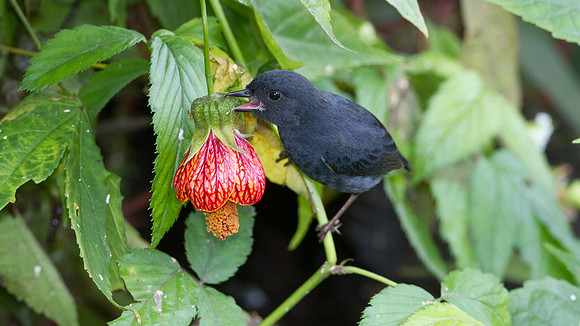 White-sided Flowerpiercer (Diglossa albilatera)