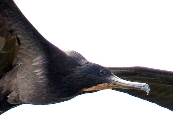 Magnificent Frigatebird (Fregata magnificens) male