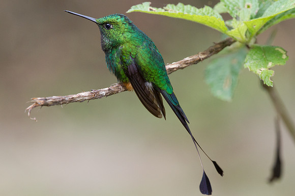 Booted Racket-tail (Ocreatus underwoodii)
