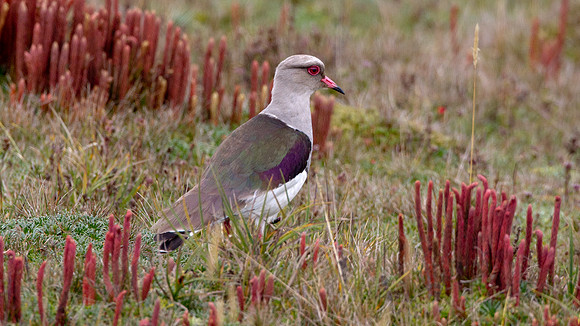 Andean Lapwing (Vanellus resplendens)