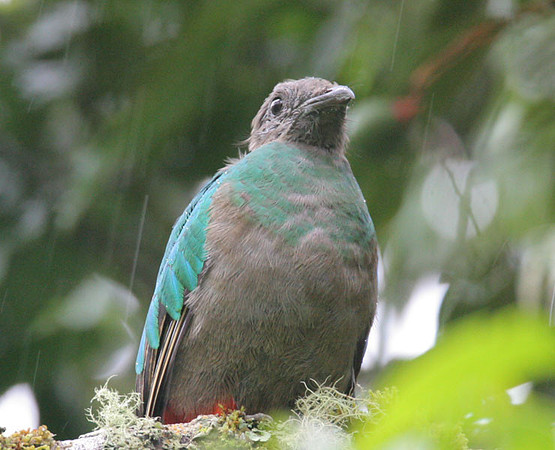 Resplendent Quetzal (Pharomachrus mocinno) female
