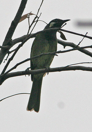 White-eared Honeyeater (Lichenostomus leucotis)