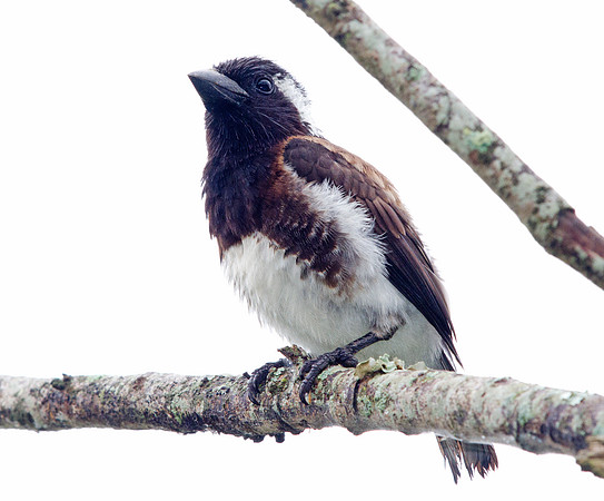 White-eared Barbet (Stactolaema leucotis)