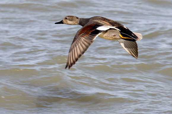 Gadwall (Anas strepera)