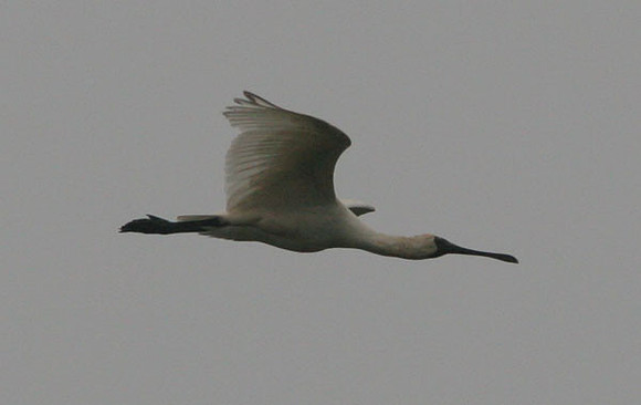 Royal Spoonbill (Platalea regia) also known as Black-billed Spoonbill