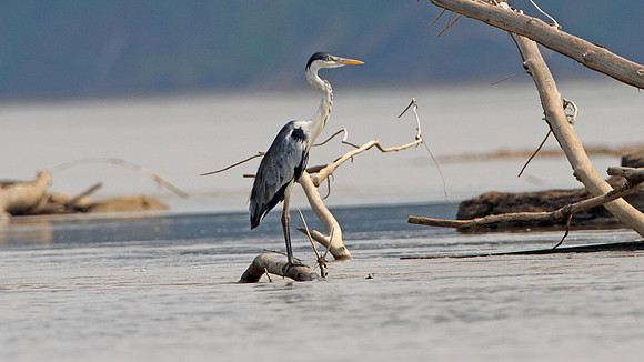 Cocoi Heron (Ardea cocoi)