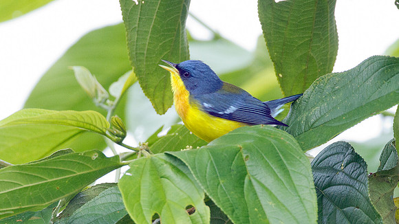 Tropical Parula (Setophaga pitiayumi)