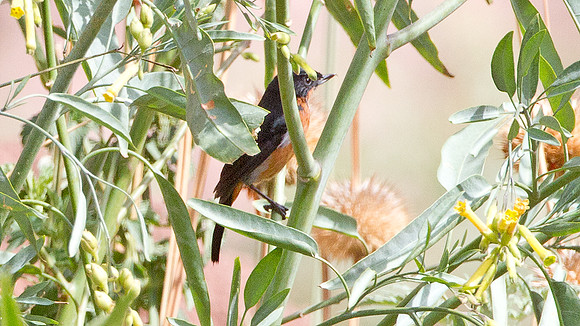 Rusty Flowerpiercer (Diglossa sittoides)