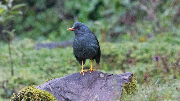 Great Thrush (Turdus fuscater)