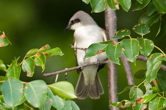 Gray Kingbird (Tyrannus dominicensis)