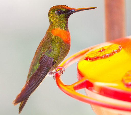 Gould's Jewelfront (Heliodoxa aurescens)