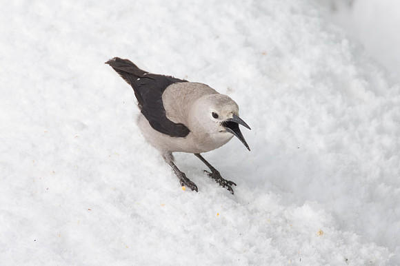 Clark's Nutcracker (Nucifraga columbiana)
