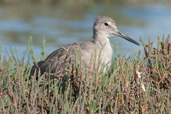 Willet (Tringa semipalmata)