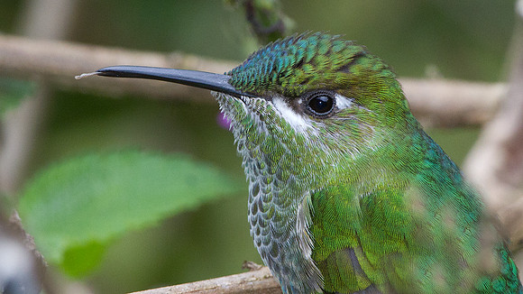 Violet-fronted Brilliant (Heliodoxa leadbeateri)