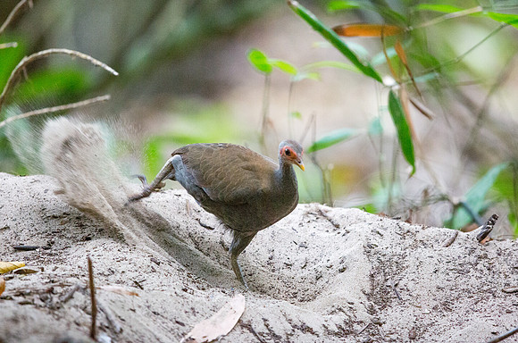 Philippine megapode (Megapodius cumingii)
