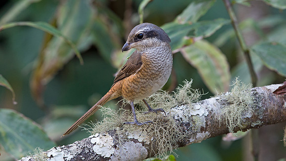 Brown shrike (Lanius cristatus)