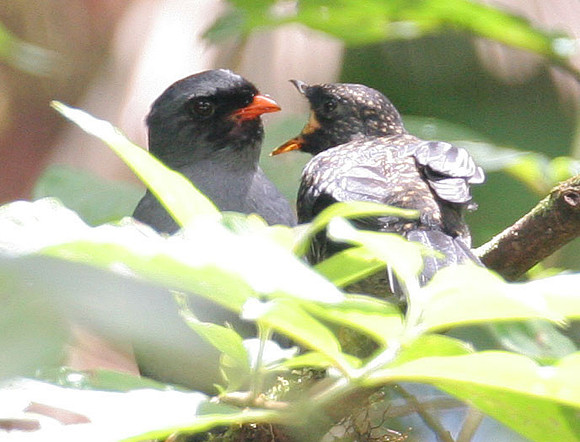Black-faced Solitaire (Myadestes melanops) juvenile and adult