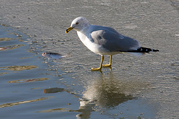 Ring-billed Gull (Larus delawarensis)