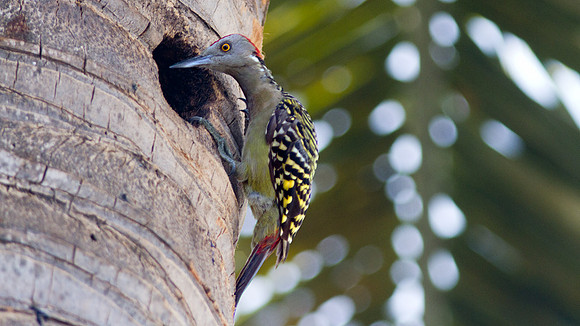 Hispaniolan Woodpecker (Melanerpes striatus)