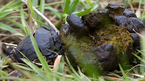 Dung beetle