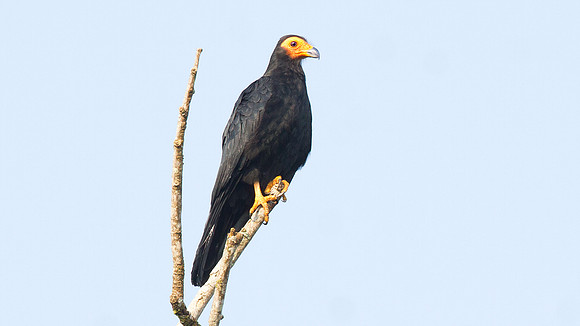 Black Caracara (Daptrius ater)