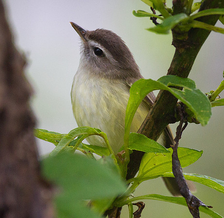 Brown-capped Vireo (Vireo leucophrys)