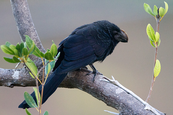 Smooth-billed Ani (Crotophaga ani)