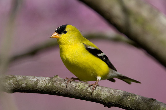 American Goldfinch (Carduelis tristis) male