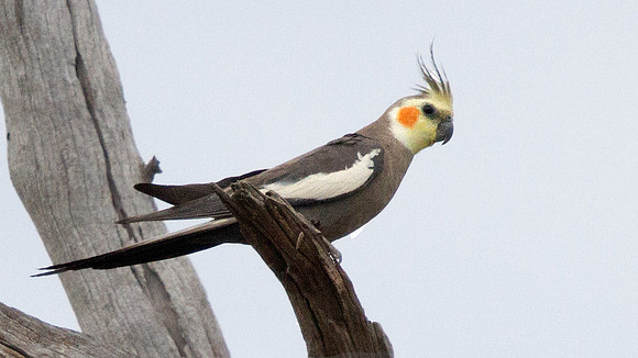 Cockatiel (Nymphicus hollandicus) Male
