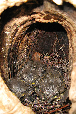 Sulphur-bellied Flycatcher (Myiodynastes luteiventris) chicks