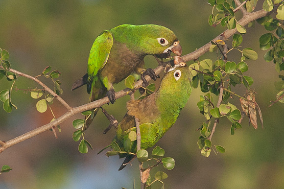 Olive-throated Parakeet (Aratinga nana)