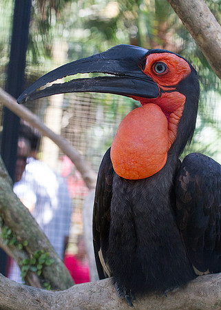 Southern ground-hornbill (Bucorvus leadbeateri)