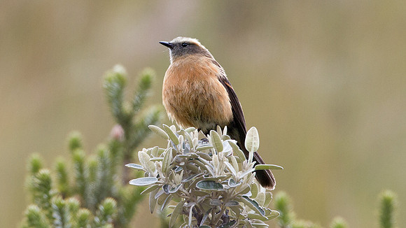 Brown-backed Chat-Tyrant (Ochthoeca fumicolor)