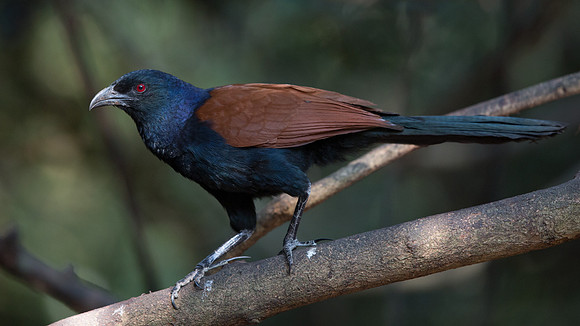 Greater coucal  (Centropus sinensis)