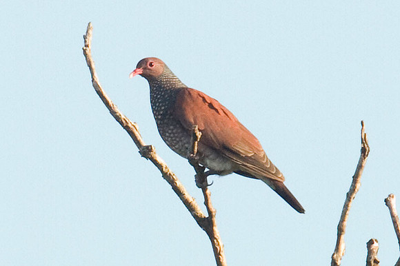 Scaled Pigeon (Patagioenas speciosa)