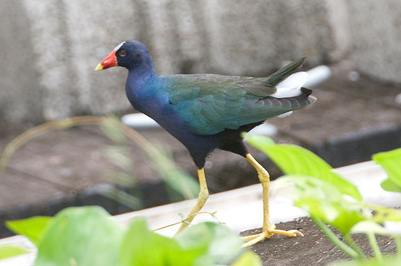 American Purple Gallinule (Porphyrio martinica)