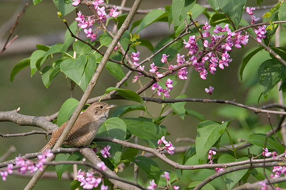 House Wren (Troglodytes aedon)