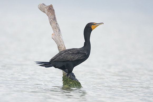 Double-crested Cormorant (Phalacrocorax auritus)