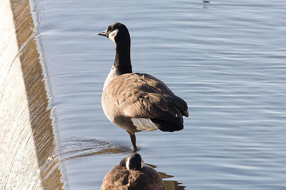 Canada Goose (Branta canadensis)