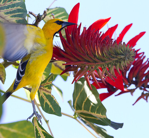 Yellow Oriole (Icterus nigrogularis)
