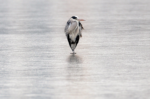 Grey Heron (Ardea cinerea)