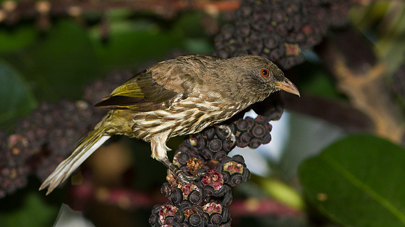 Palmchat (Dulus dominicus)