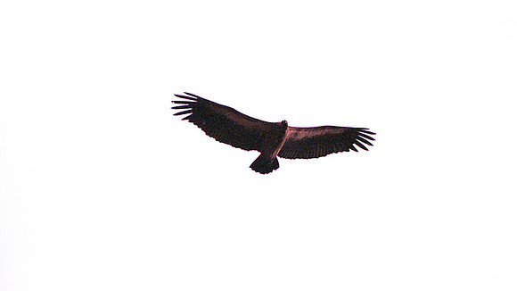 1988 Bird img956