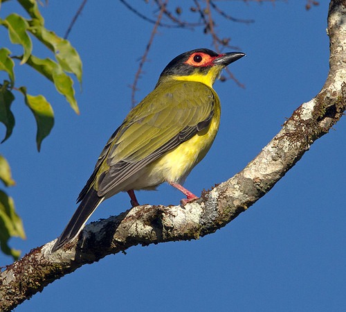 Australasian figbird (Sphecotheres vieilloti)
