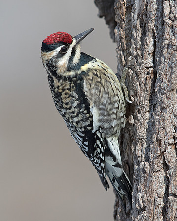 Yellow-bellied sapsucker (Sphyrapicus varius) Female