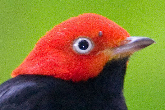 Red-capped Manakin (Pipra mentalis) male