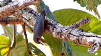 Chestnut-bellied nuthatch (Sitta cinnamoventris) Male
