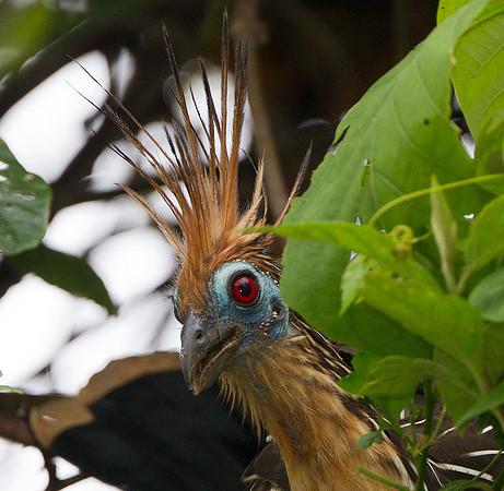 Hoatzin (Opisthocomus hoazin)